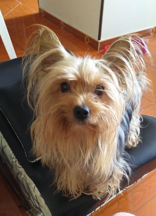 Laguerta