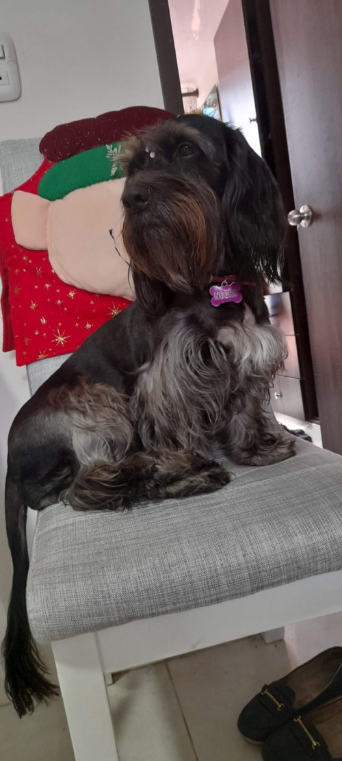 Negra