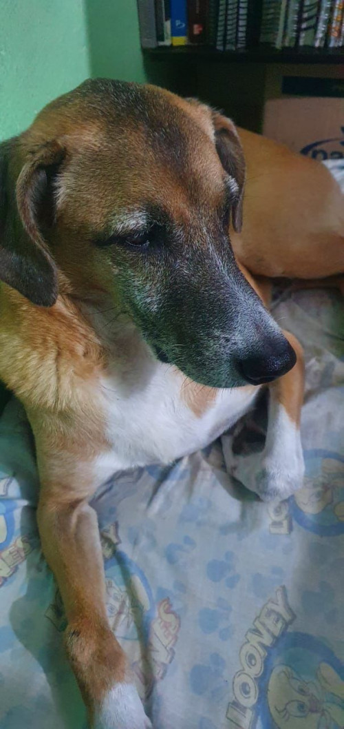 Toby