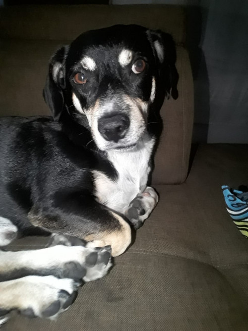 Rocky