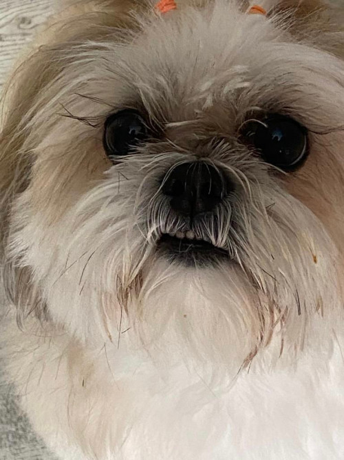 Dulce