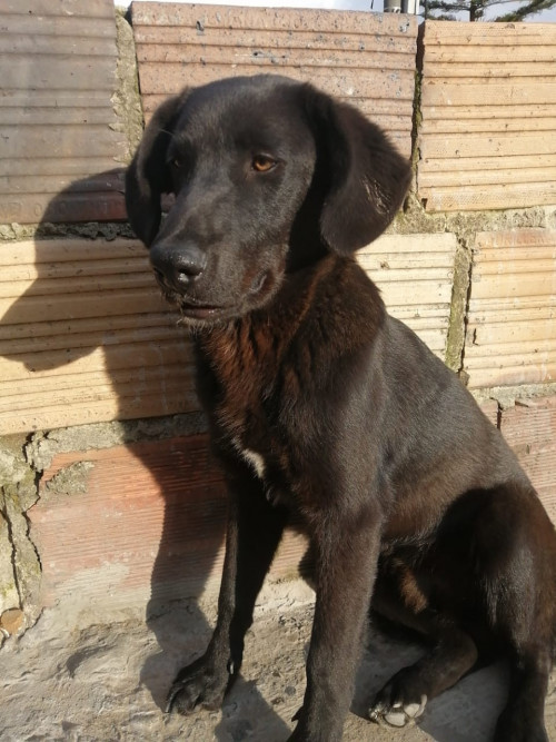 Neron