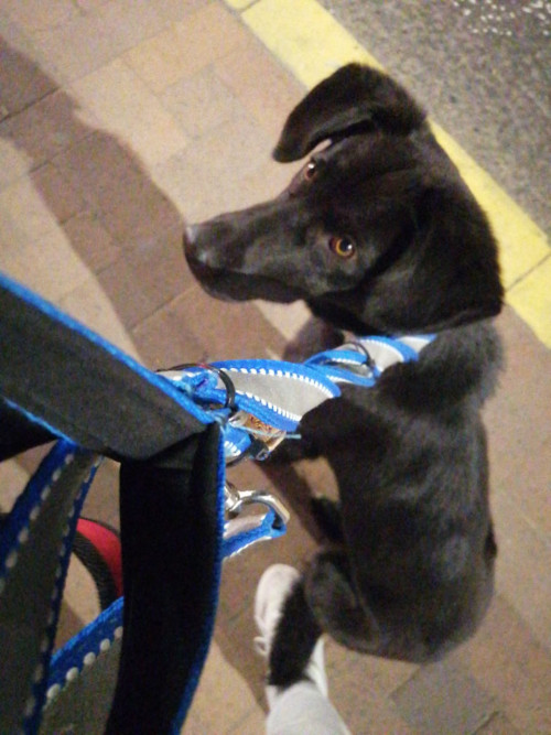 Neron