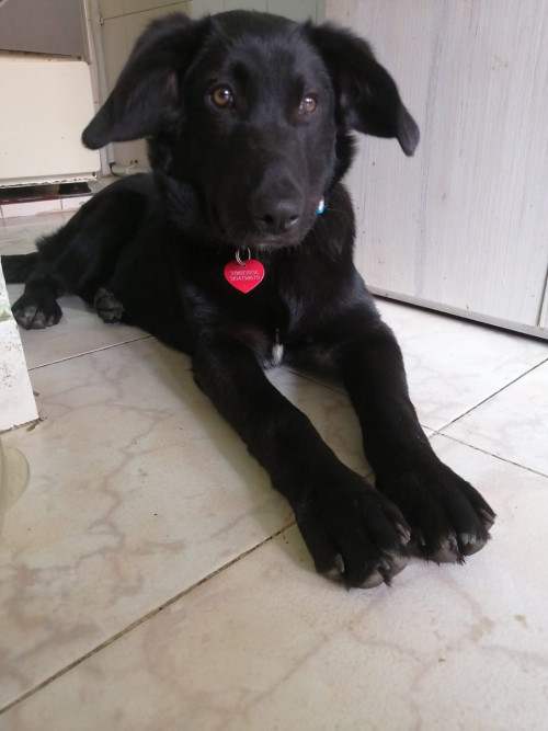 Neron