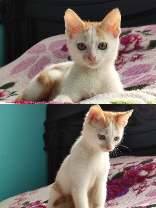 Niña