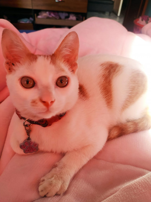 Niña