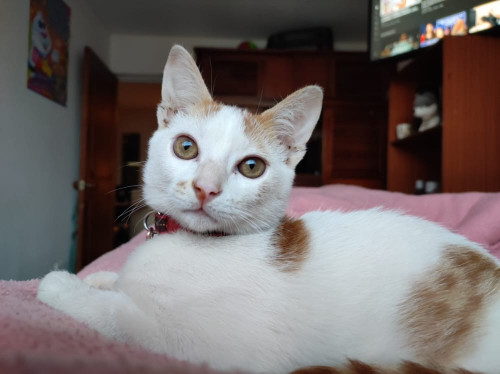 Niña