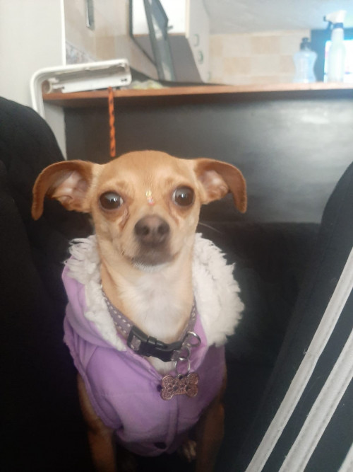 Pinina