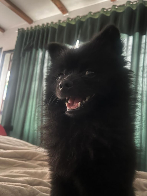 Teddy