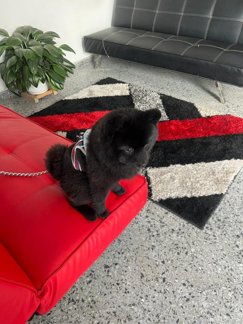 Teddy