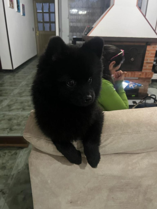 Teddy