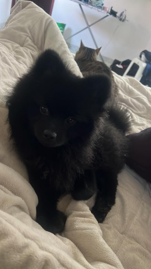 Teddy
