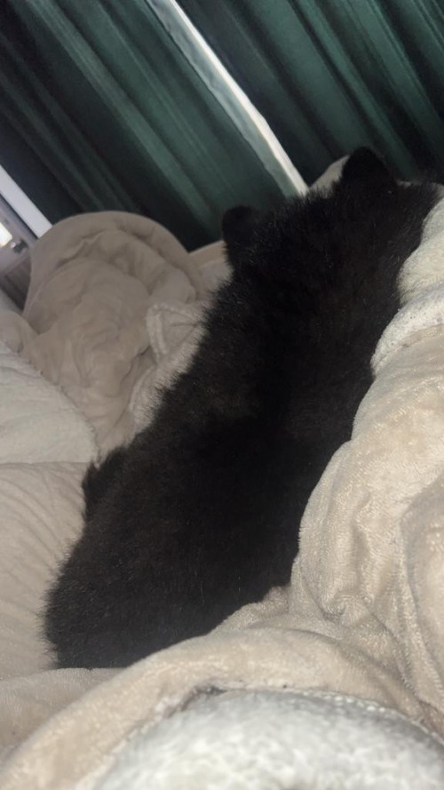 Teddy