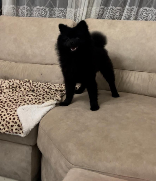 Teddy
