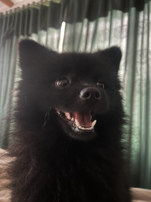Teddy