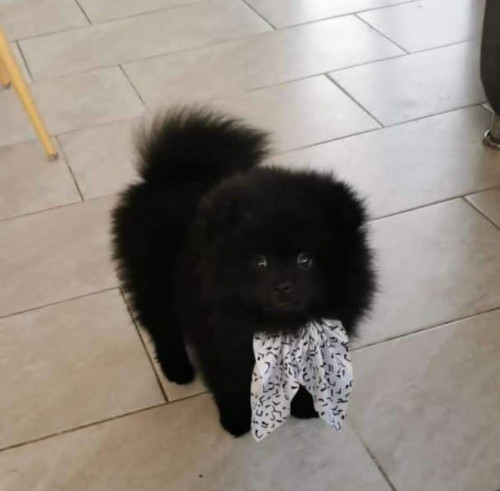 Teddy