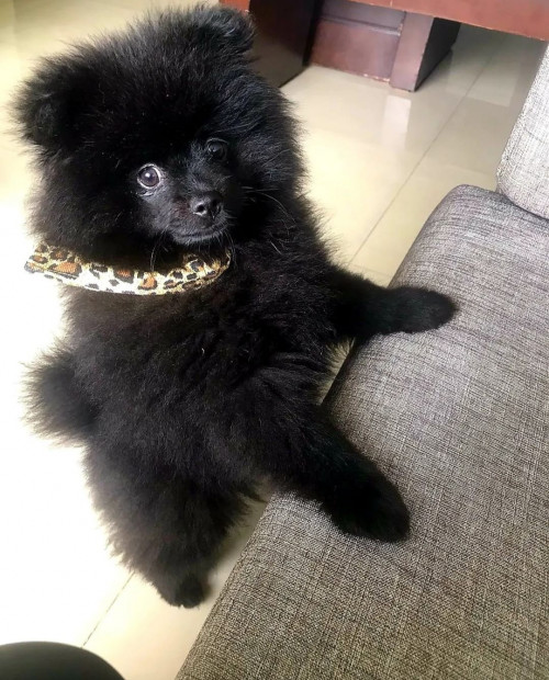 Teddy