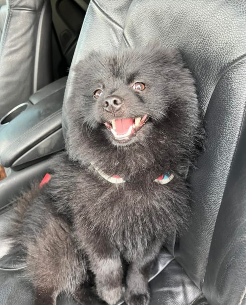 Teddy