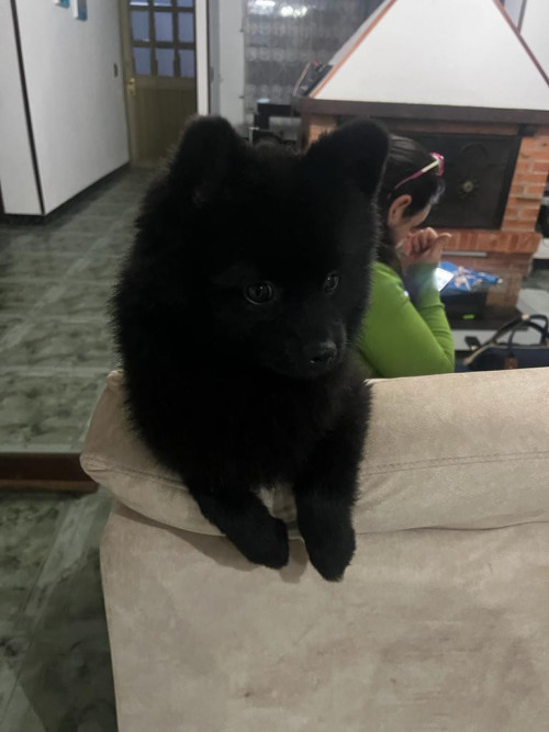 Teddy