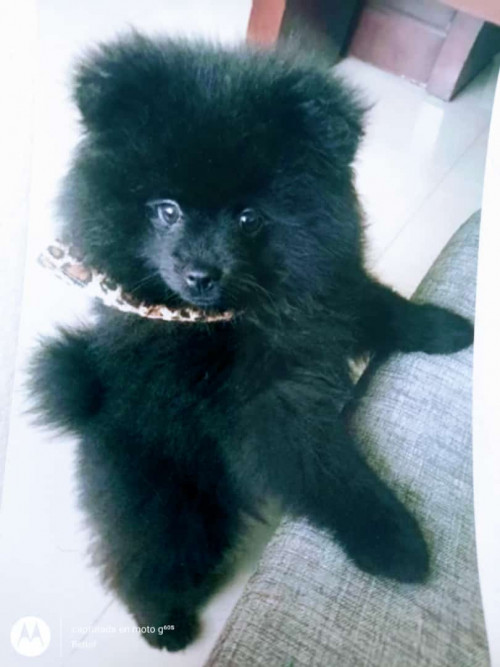 Teddy