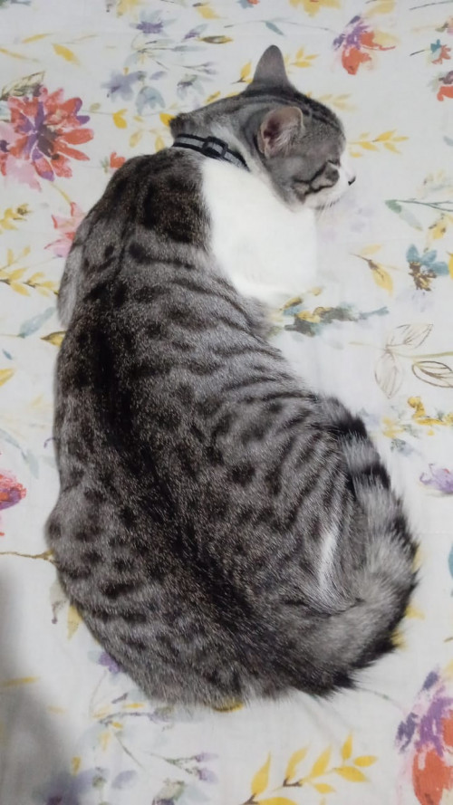 Tigre