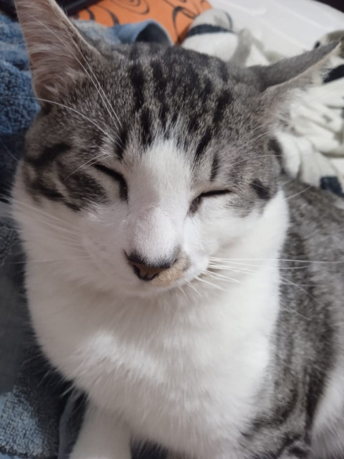 Tigre