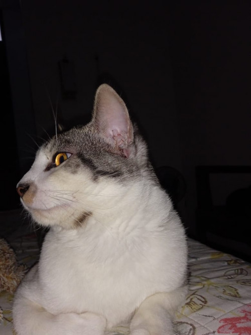 Tigre