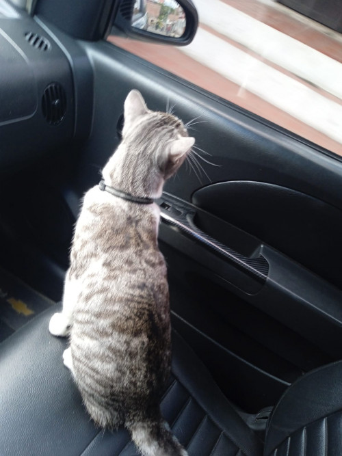 Tigre
