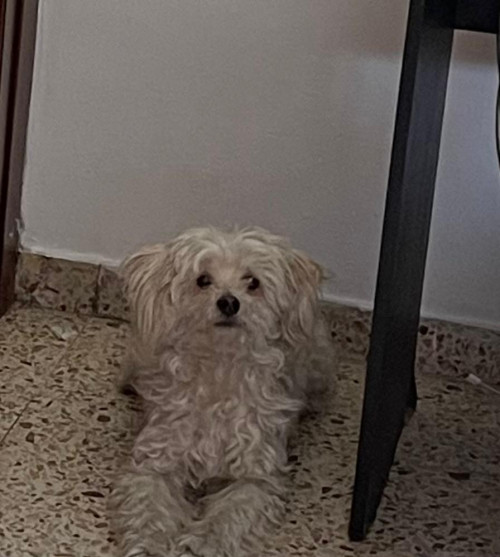 Muñeco