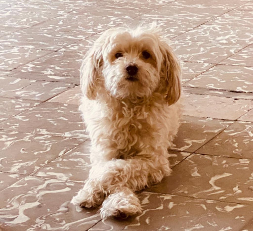 Muñeco