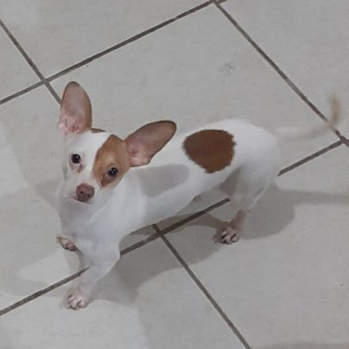 Frijol