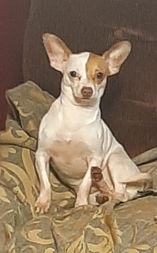 Frijol