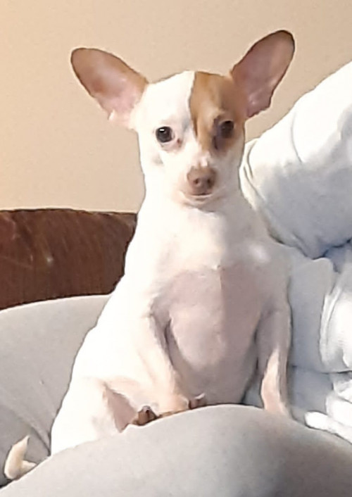Frijol