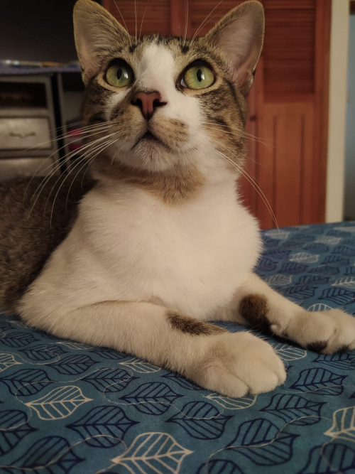 Coky