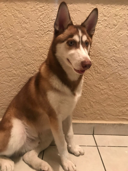 Shasta