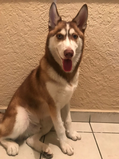 Shasta