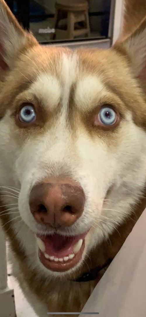 Shasta