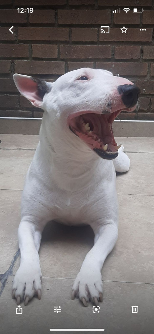 Zaru