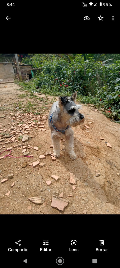 Sammy
