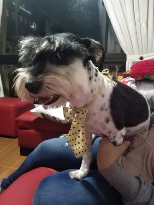 Manchas