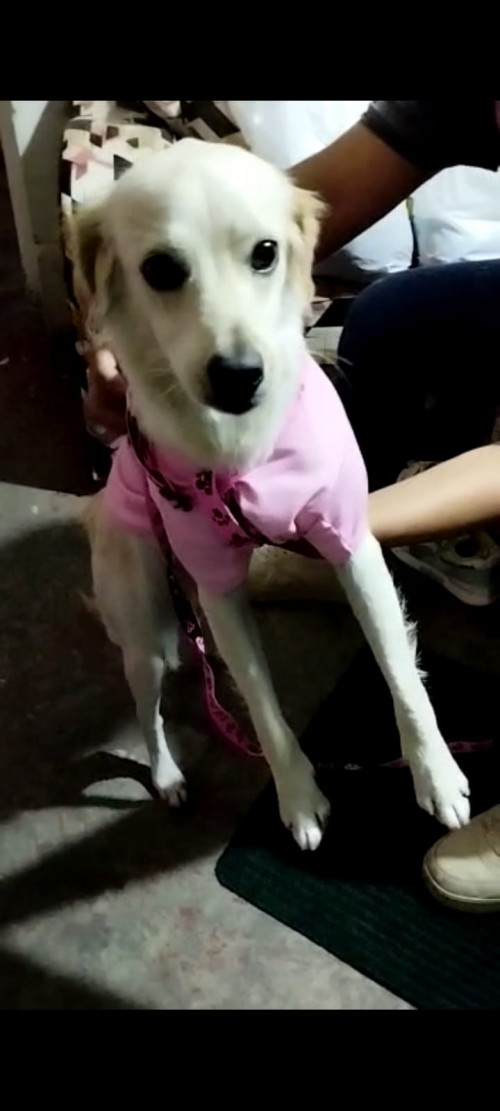 Milu