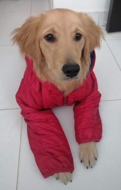 Kiara