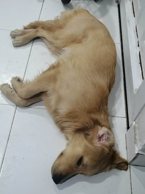 Kiara