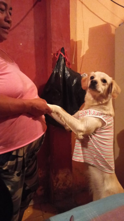 Milu