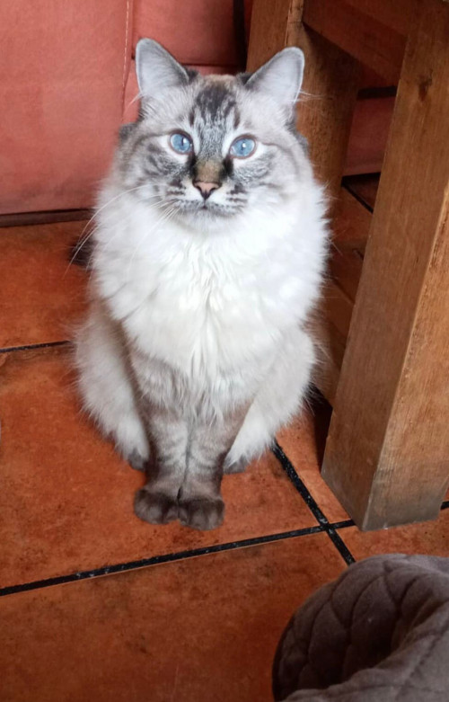 Gordo