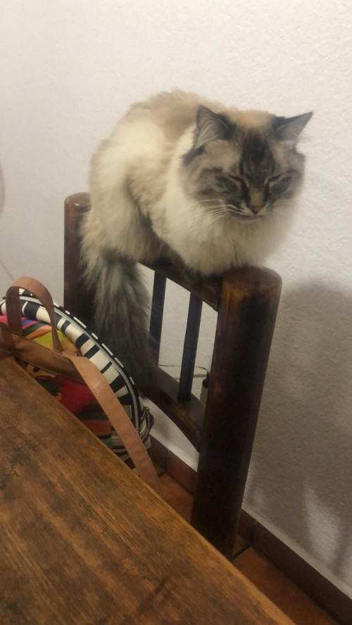 Gordo