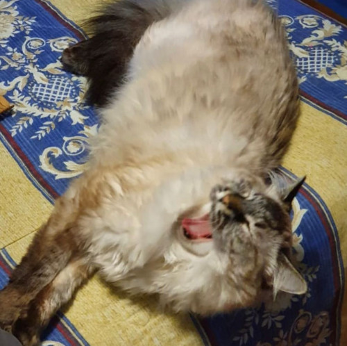 Gordo