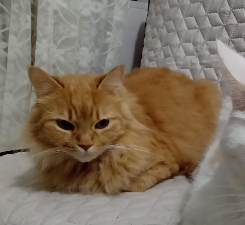 Sparky