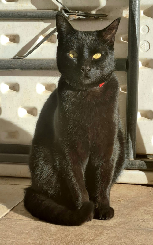 Leo