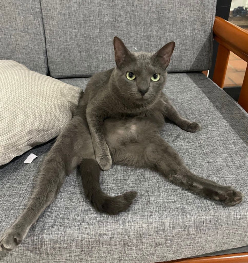 Pimienta